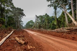 Rabobank Acorn Agroforestry Carbon Programme