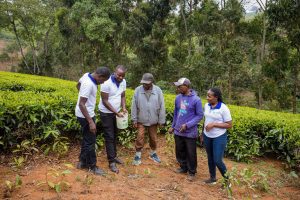 FSD Africa and Rabobank ACORN/Rabo Foundation to fund sustainable farming for African small-scale farmers with loans for carbon credits