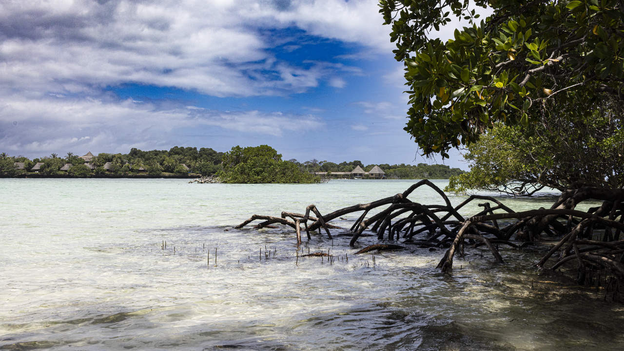 Mangrove