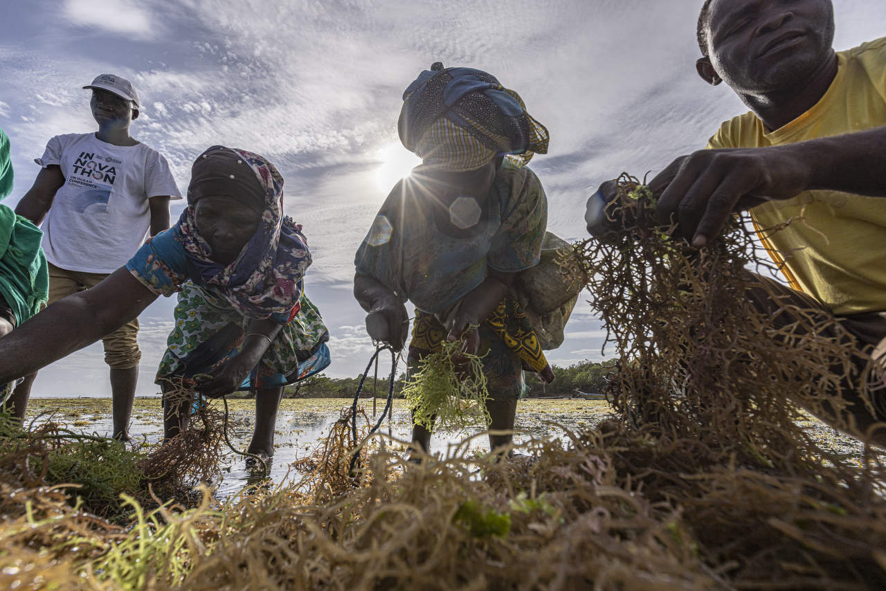 Seaweed farming