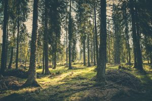 Nature-based carbon standard launches with new reforestation methodology