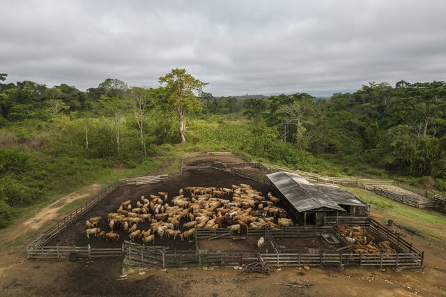 Cattle can be seen gathered in a facility at Nyanga ranch, comprising 100,000 hectares of savannah together with 4,000 head of Ndama and other mixed breed cattle on October 10, 2022.