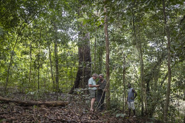 Directors at at ACDG, Kevin Leo-Smith (left) and Josh Ponte (right) examine camera traps near the site where Petit Loango lodge will be built on October 12, 2022. As part of the forestLAB bio-monitoring programme, 10 camera traps were deployed at Petit Loango between April and July 2022. The camera traps recorded at least 21 species – the most frequently documented being blue duiker, red-capped mangabey and forest elephant. Other species recorded included forest buffalo, red river hog, chimpanzee, gorilla, hippopotamus, giant pangolin, leopard, crocodile, nile monitor and water chevrotain.