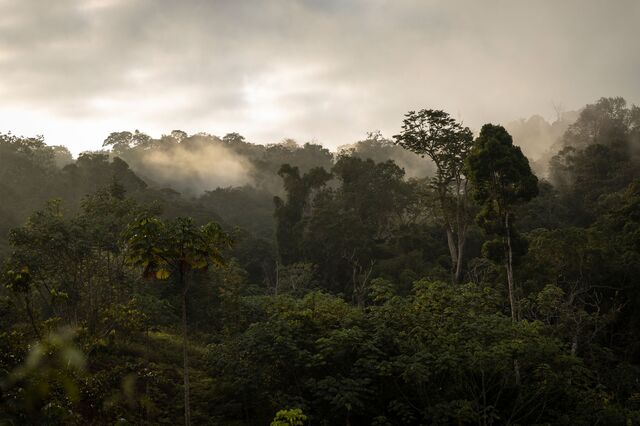 Aerial view of a primary forest in the Nyanga region on October 12, 2022.