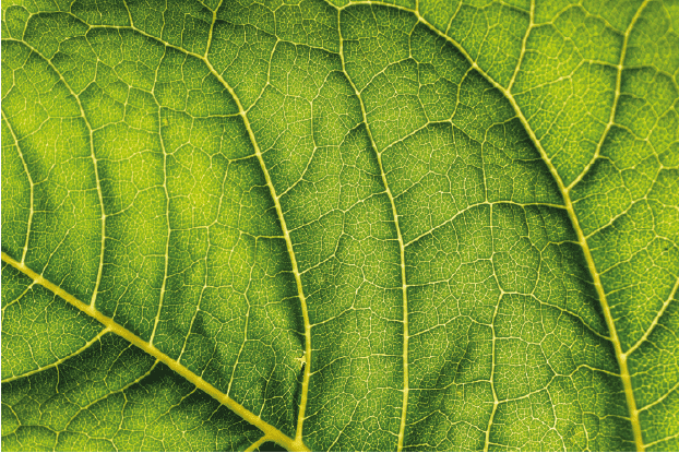 Catalysing finance for nature-positive growth in Africa: the role of financial institutions in protecting natural capital