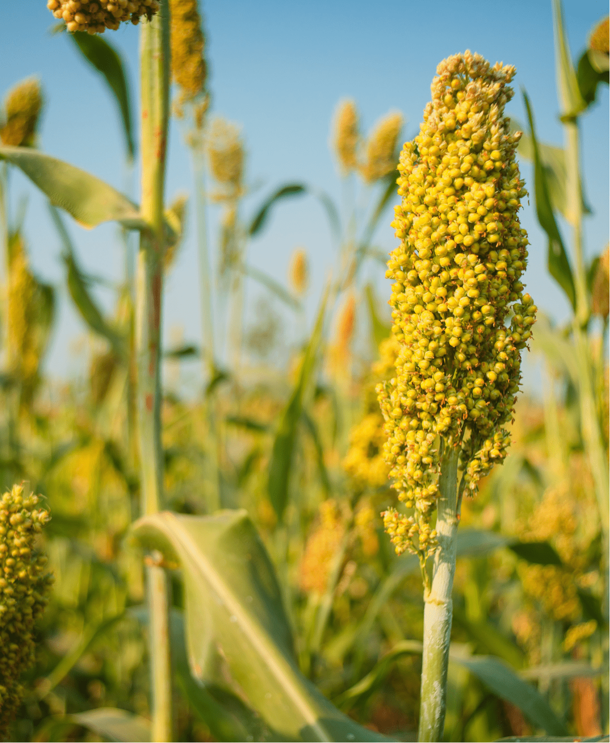 Investing in resilience: Pathways to food security for Sudan