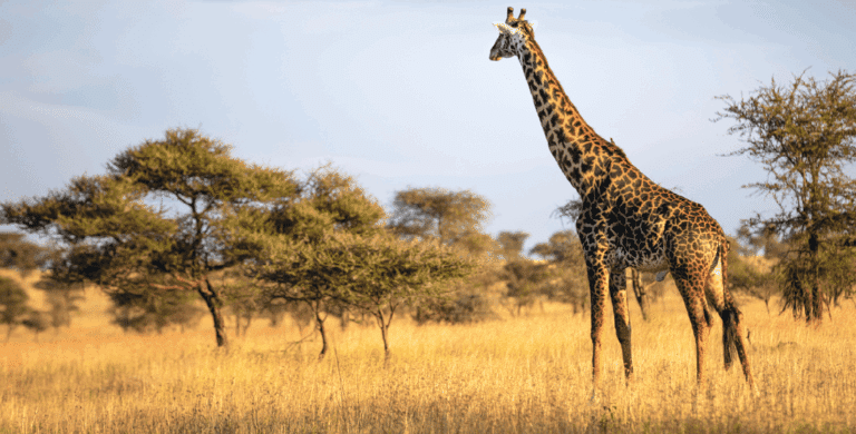 New report finds that climate financing to Africa grew by 48% to US$44 bn in 2021/2022 but still only a quarter of what is required to realise its 2030 goals.