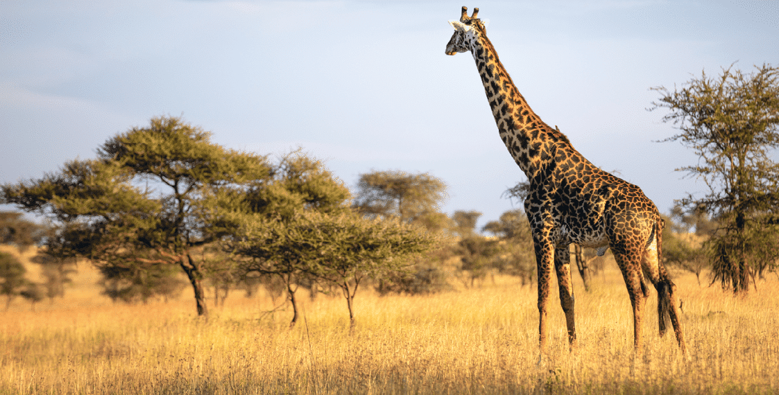New report finds that climate financing to Africa grew by 48% to US$44 bn in 2021/2022 but still only a quarter of what is required to realise its 2030 goals.