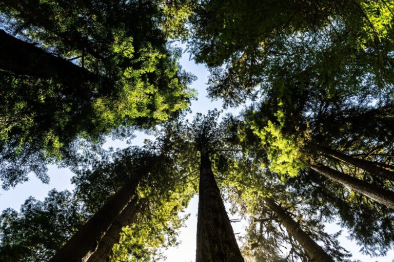 Project accelerator launches to drive investments in African biodiversity