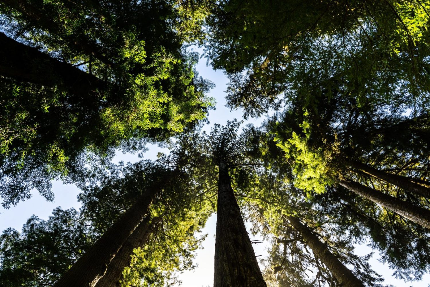 Project accelerator launches to drive investments in African biodiversity