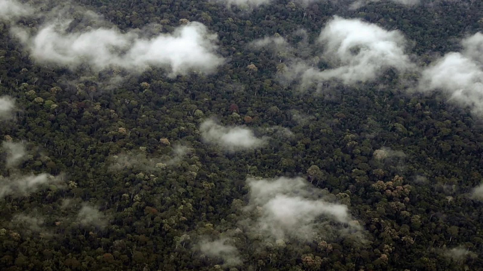 Finance Is Failing the World’s Best Defense Against Climate Change