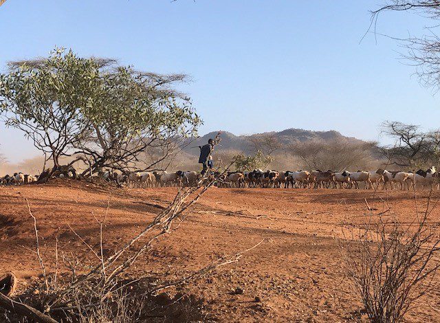 Saudi companies building confidence in African carbon markets – Nairobi’s voluntary carbon market auction