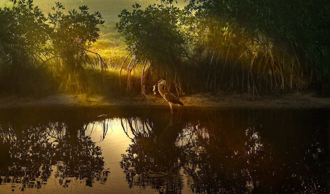 African alliance targets financial instrument for mangroves
