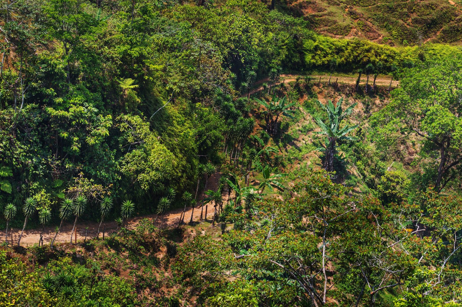 Nairobi Climate Network announces the launch of the Carbon Markets Association of Kenya