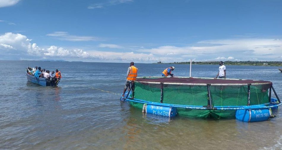 TECA – Lake Victoria’s aquaculture projects bring hope to fishing communities