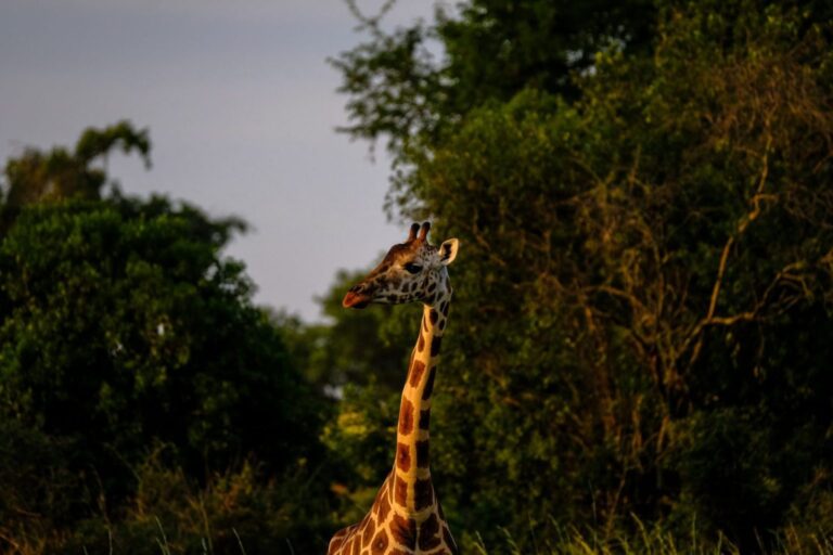 Championing Africa’s natural capital