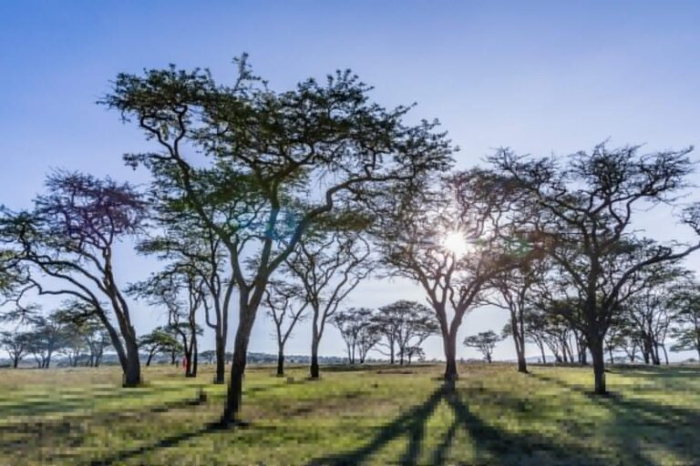 Rethinking benefit sharing in African carbon projects