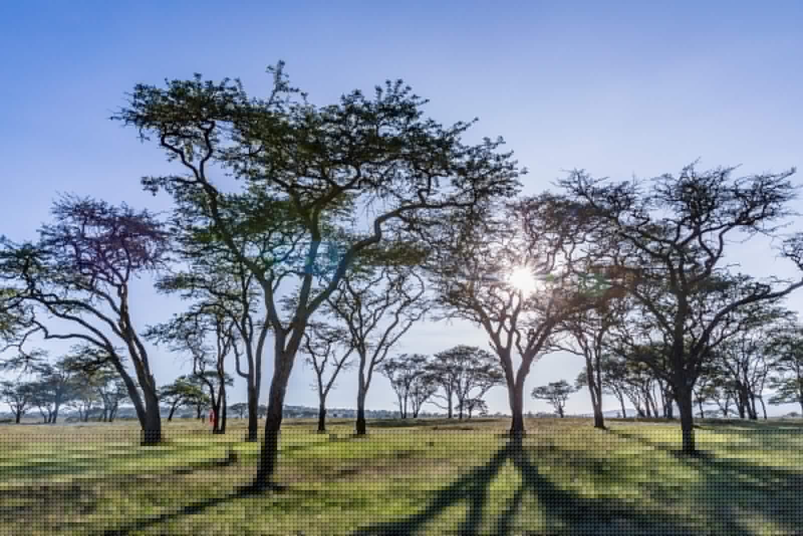 Rethinking benefit sharing in African carbon projects