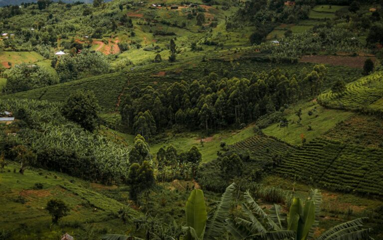 Linking refugees in Uganda to formal financial services