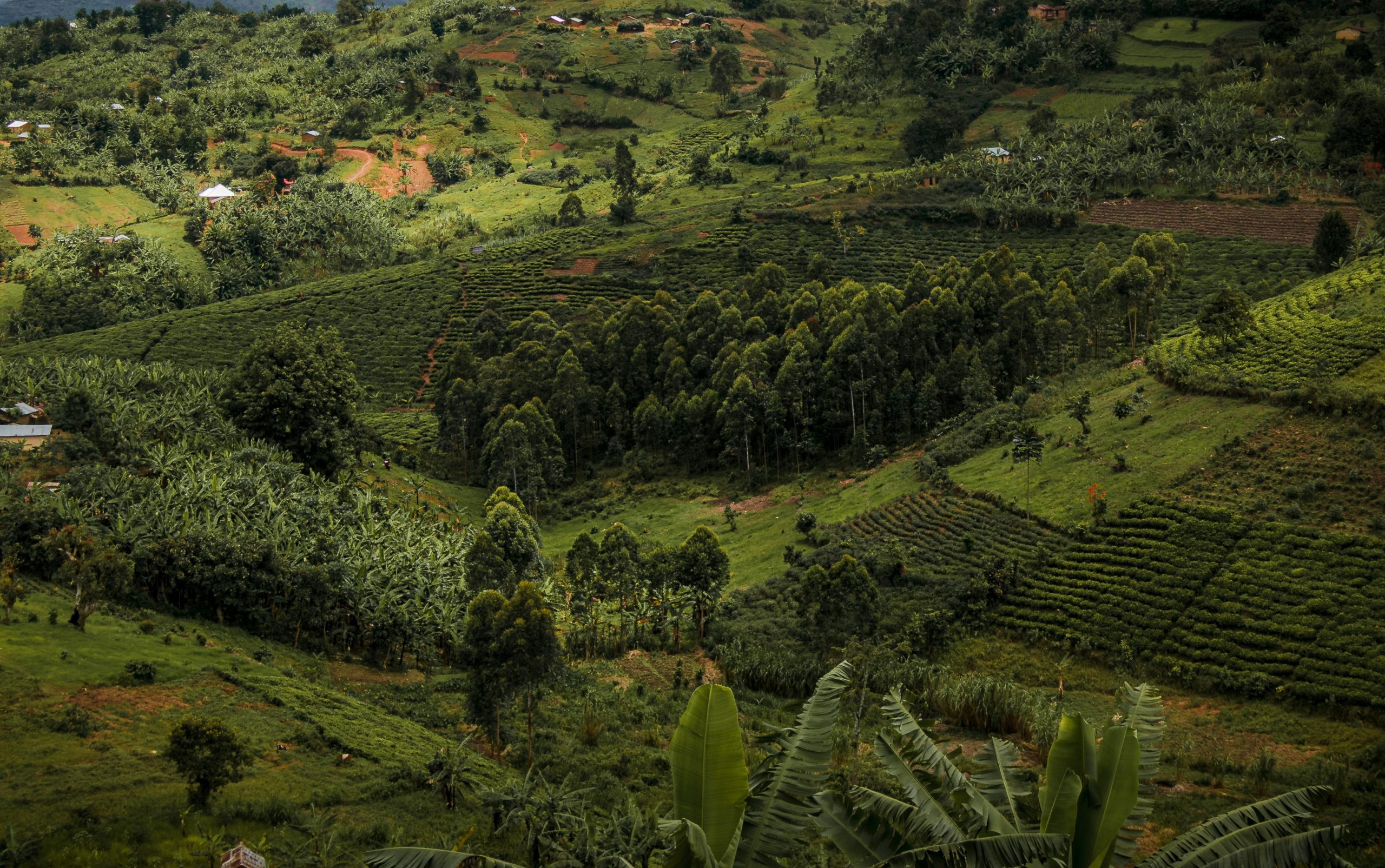 Linking refugees in Uganda to formal financial services