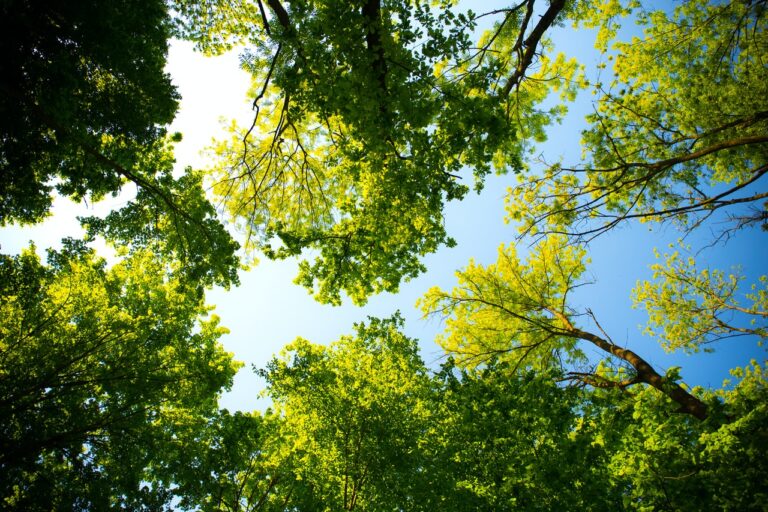 A quarter of Africa’s GDP is dependent on nature; it must be managed responsibly