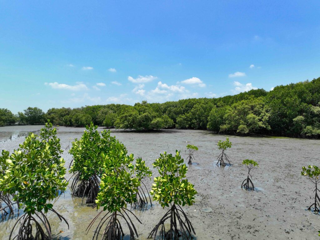 FSD Africa Investments announces first investment in Nature-Based Solutions with  US$2.5m commitment to West Africa Blue