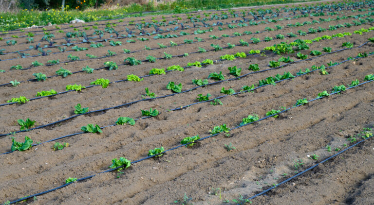 Africa Food Systems Forum 2025