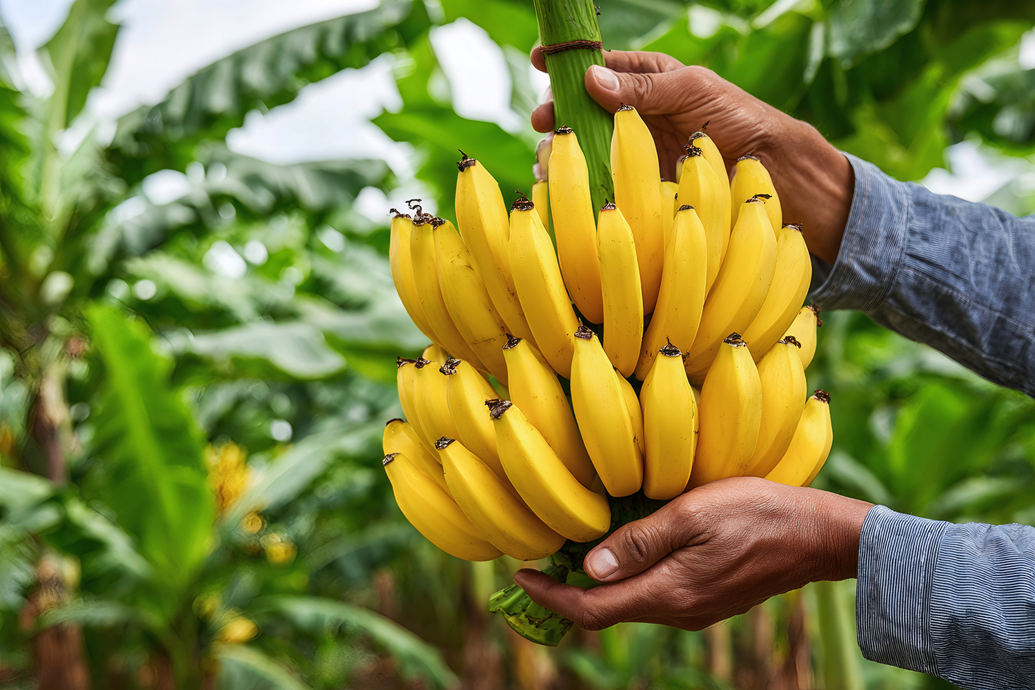 FSD Africa supported first small holder agriculture securitisation deal in Kenya reaches first close at KES 276 million