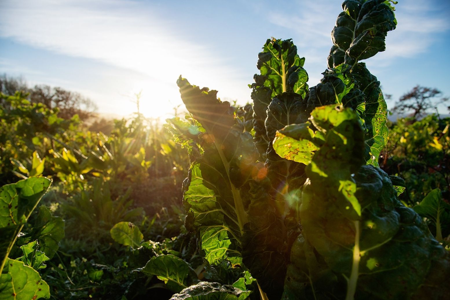 Nature is Africa’s economic infrastructure; investment models need to catch up