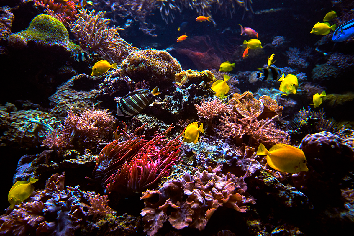 11th Our Ocean Conference (OOC11)