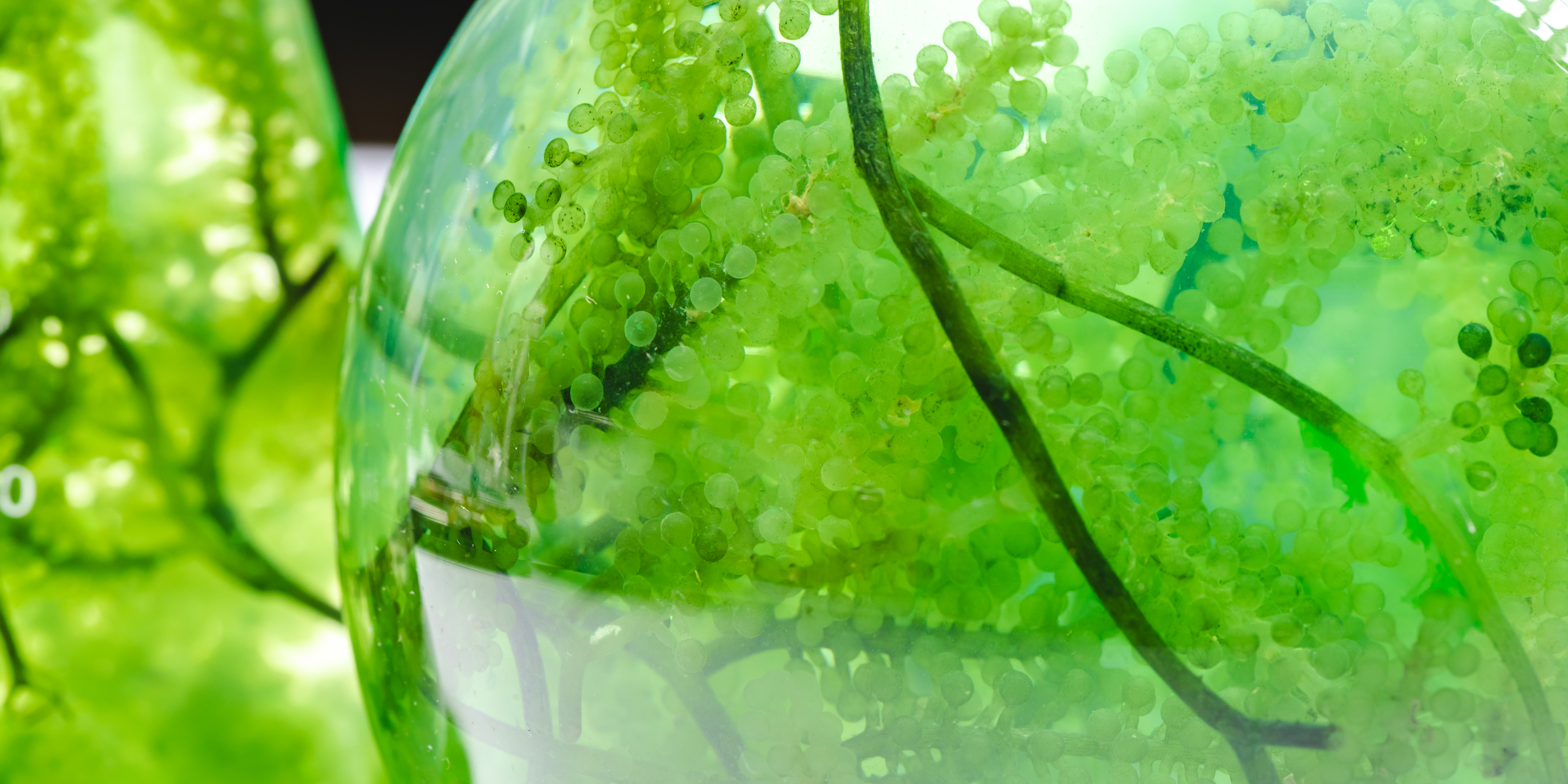 Green algae in laboratory beakers, representing data-driven biological innovation