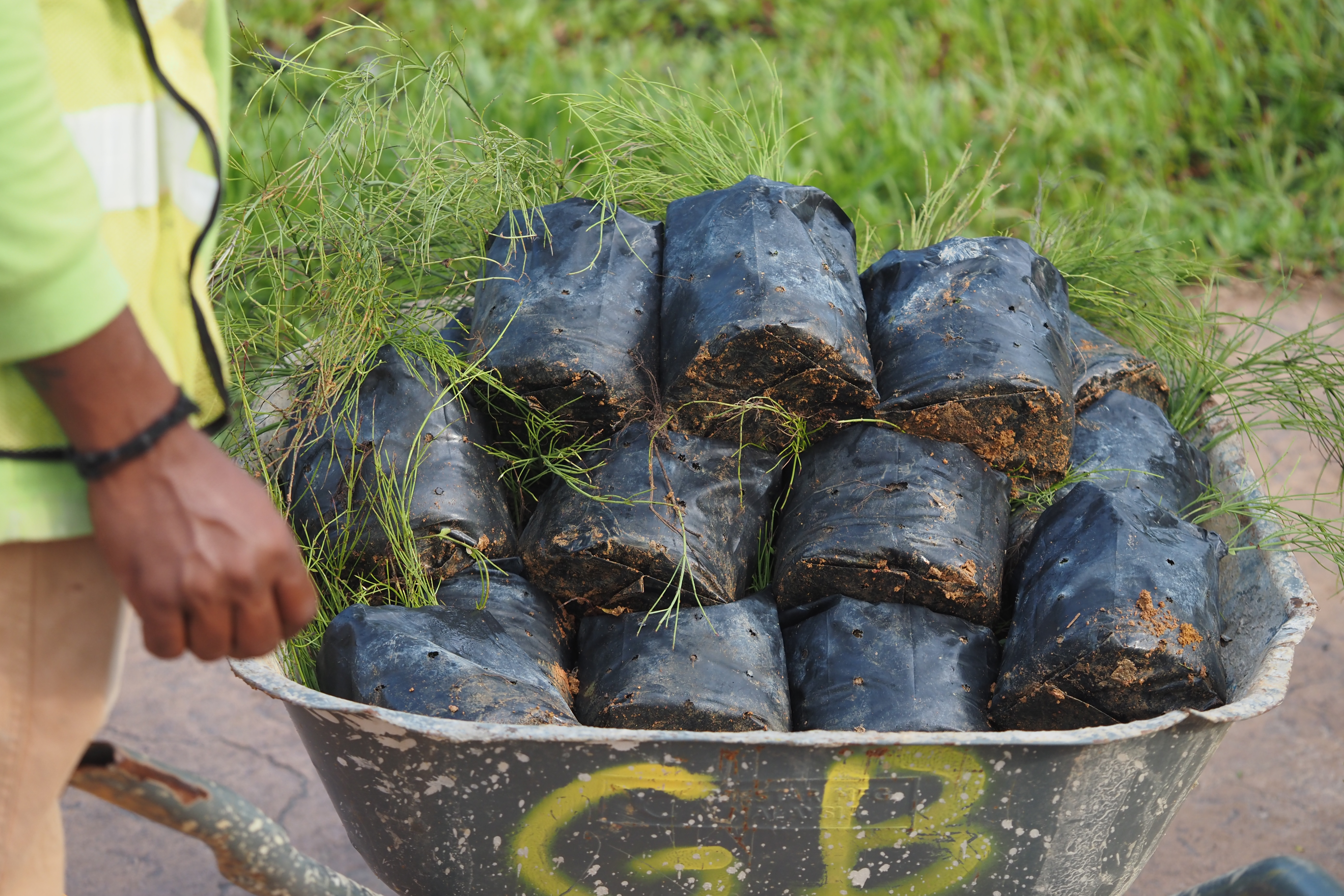 Wheelbarrow filled with tree seedlings in bags