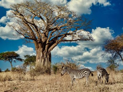 A field covered in greenery surrounded by zebras under the sunlight and a blue sky